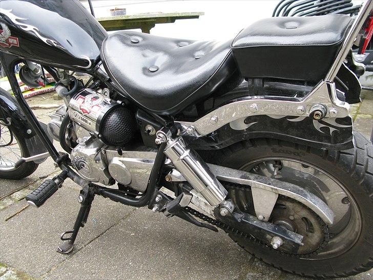 Regal Raptor billede 5