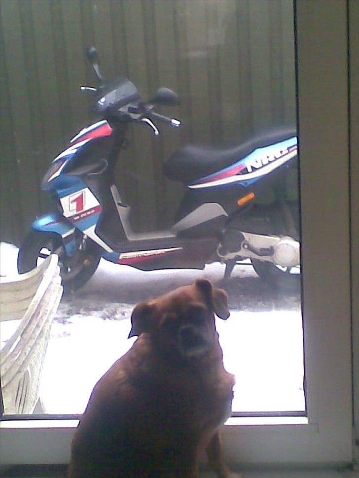 Piaggio nrg dt power billede 1