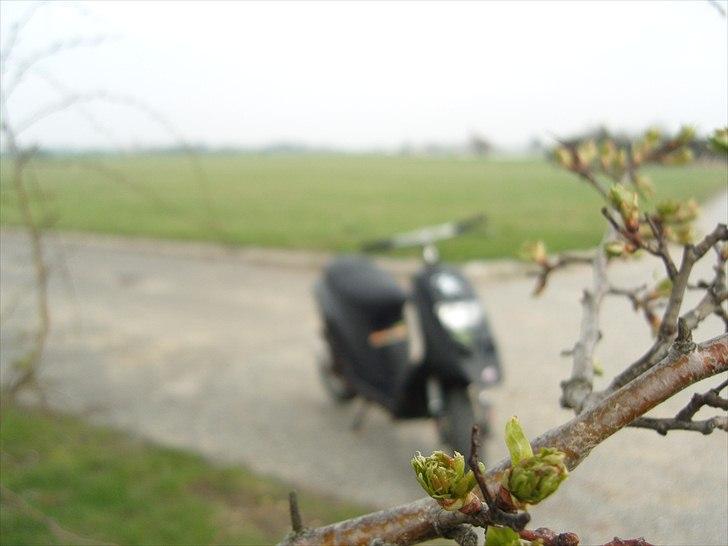 Piaggio Typhoon "SOLGT" billede 5