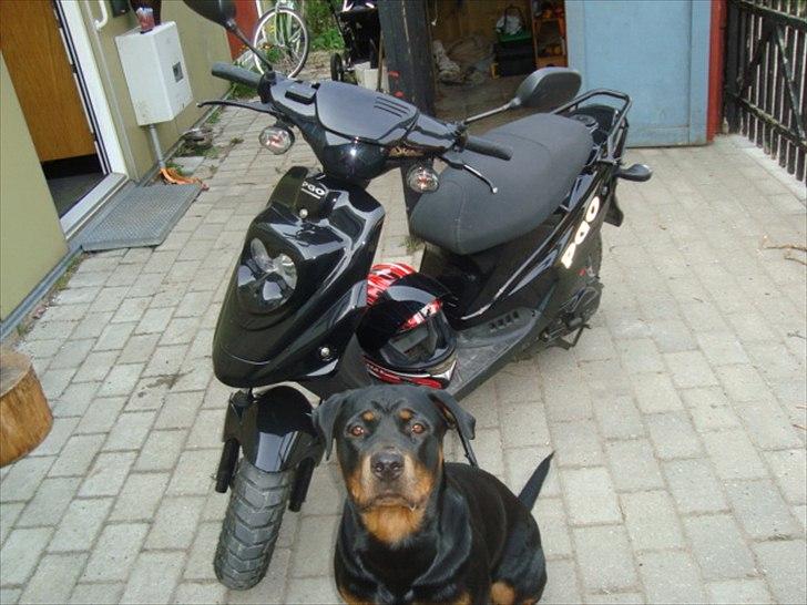 PGO hot 50 (solgt) billede 3