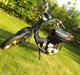 Suzuki Fz50