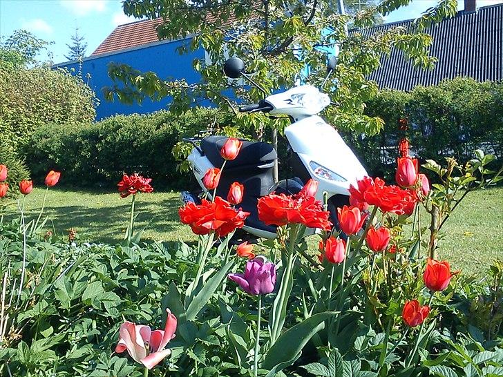 PGO White Magic billede 13