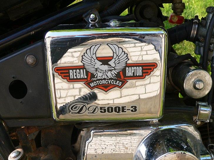 Regal Raptor  - Mere krom billede 15