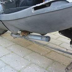 PGO Dr. Big - SOLGT!