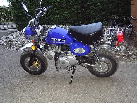 Jincheng Monkey - Damn den er dejlig... billede 2