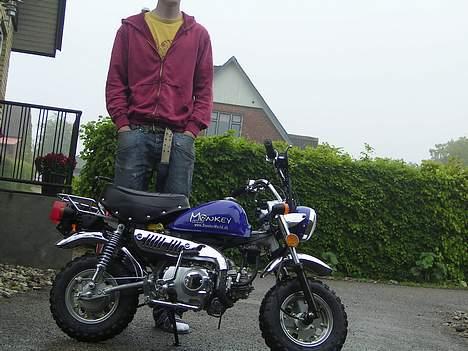 Jincheng Monkey - den er dejlig stor... billede 14