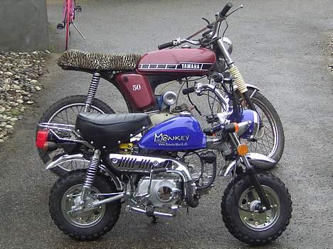 Jincheng Monkey - Monkey og min yams billede 15