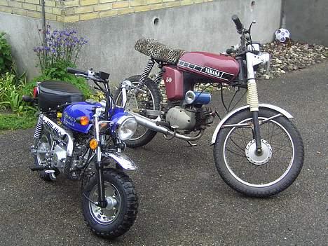 Jincheng Monkey - Igen min Monkey og yams billede 16