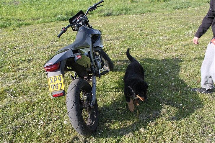 Derbi Senda Sm Extreme billede 9