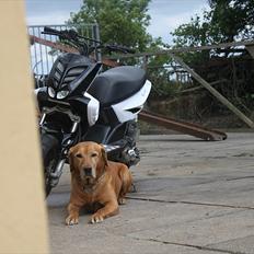 Yamaha Slider Boy' SOLGT 8300,- 