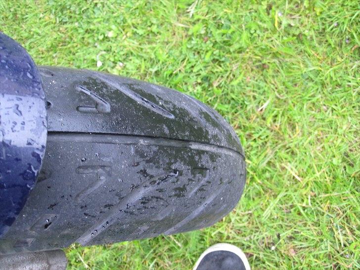 Adly Cat 100 billede 12