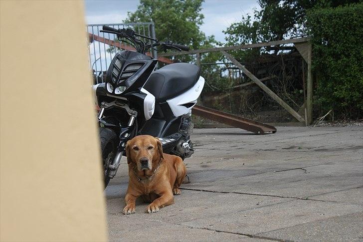 Yamaha Slider Boy' SOLGT 8300,-  billede 1