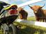 Giantco Sprint 4 takter - Giant COW ;)
