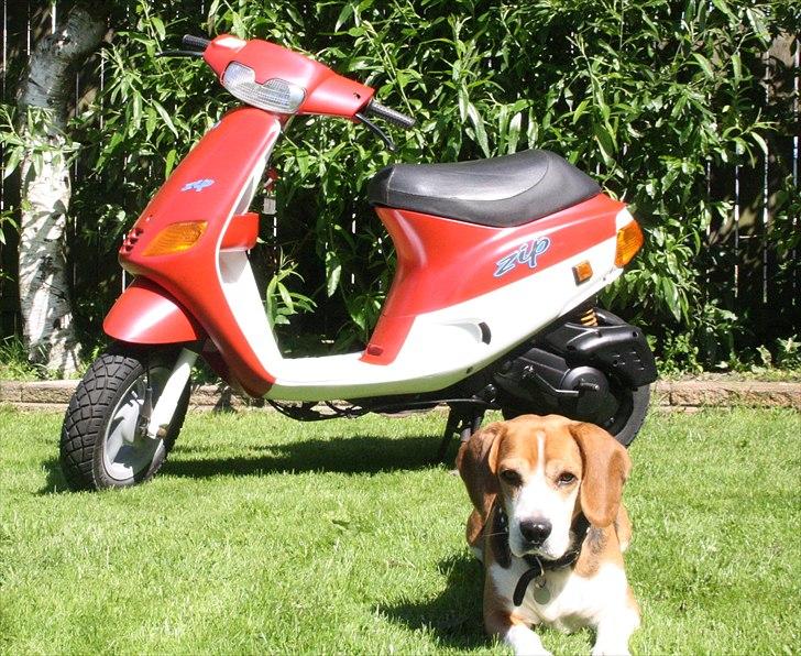 Piaggio Zip billede 1