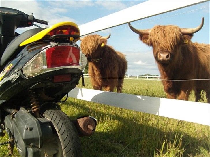 Giantco Sprint 4 takter - Giant COW ;) billede 2