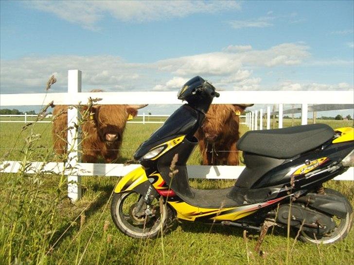 Giantco Sprint 4 takter billede 4