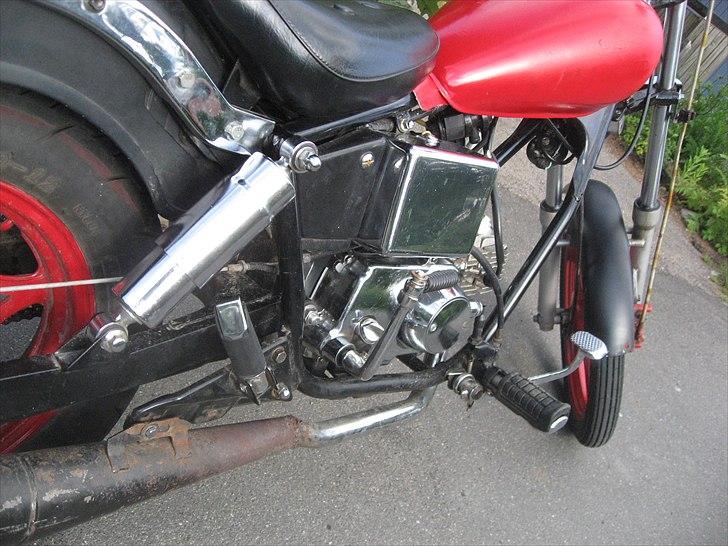 Regal Raptor *SOLGT* billede 3