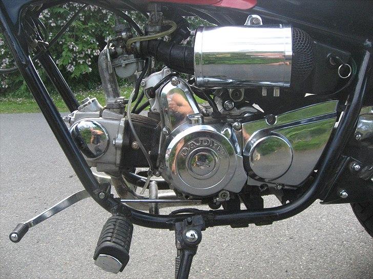 Regal Raptor *SOLGT* billede 6