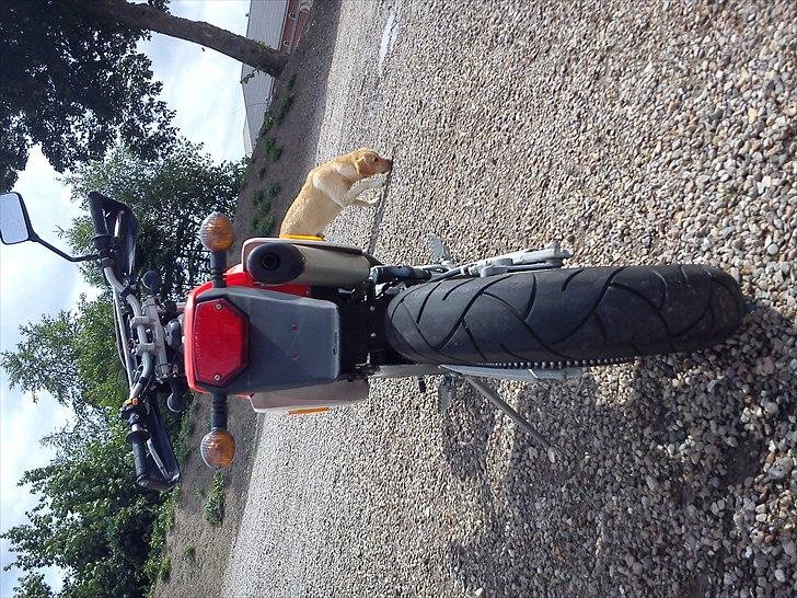 Honda Montesa billede 13