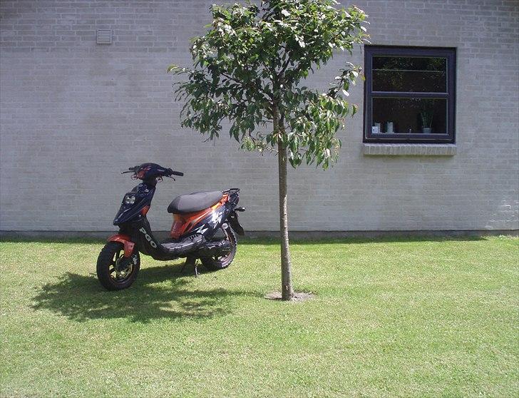 PGO Hot 50 billede 6