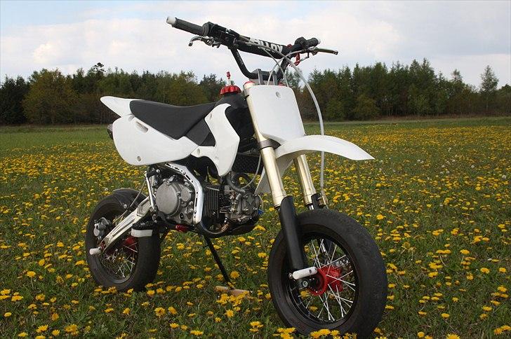 Zoot SM RB - på en flot blomster mark et sted her hjemme! billede 11