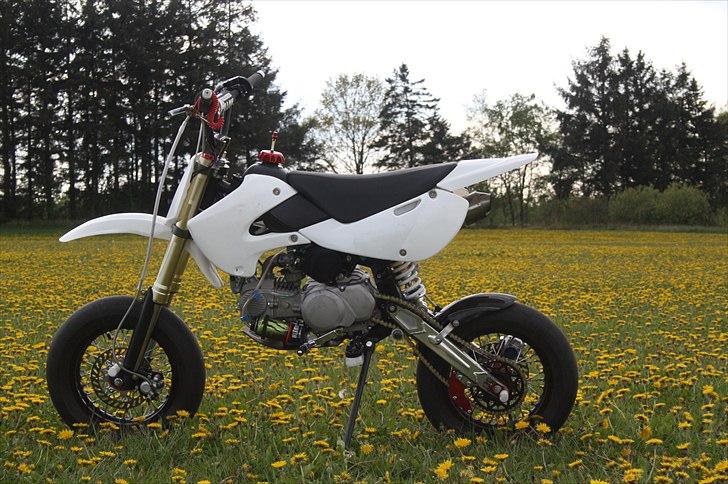 Zoot SM RB - på en flot blomster mark et sted her hjemme! billede 13