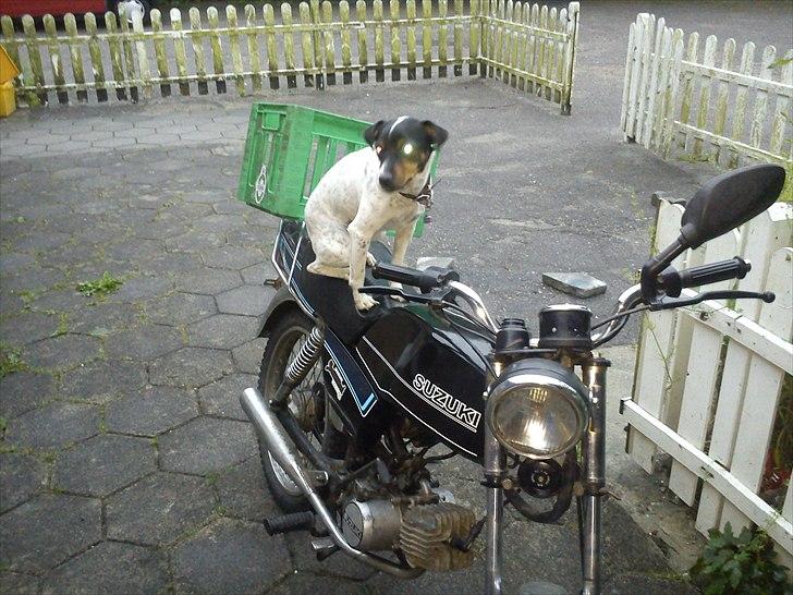 Suzuki DM50 Samurai Hverdagskværn billede 19