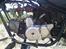 Kinroad Chopper 30