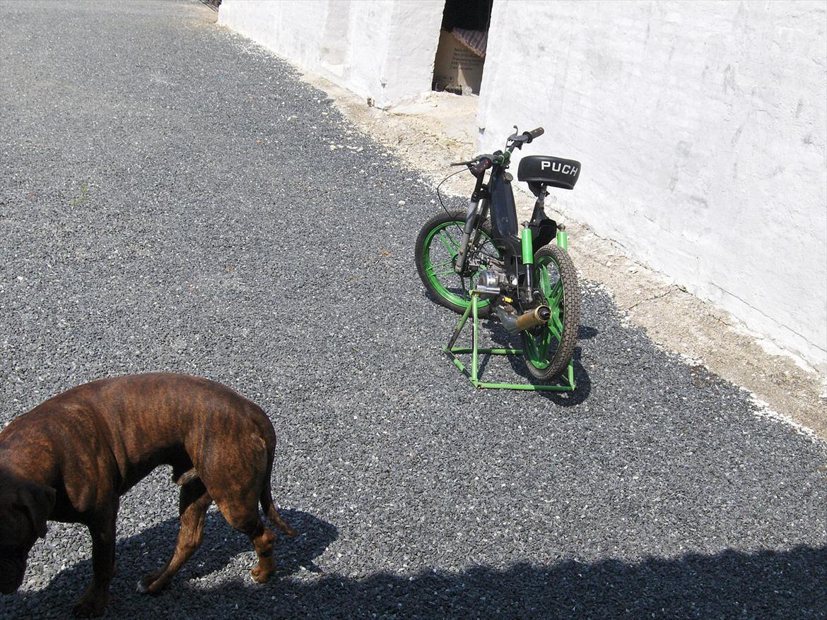 Puch               maxi p1 bws cylinder billede 10