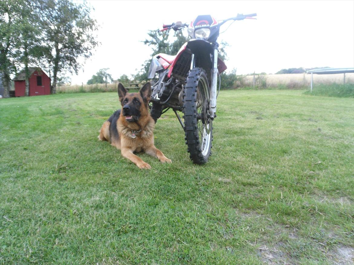 Gilera smt billede 8