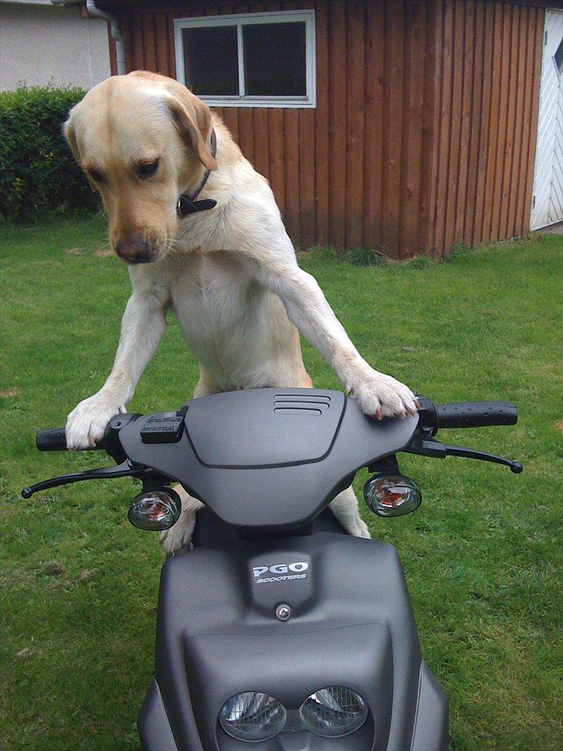 PGO Hot 50 [ Tilsalg ] billede 15