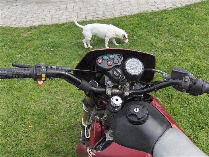 Suzuki SMX billede 2