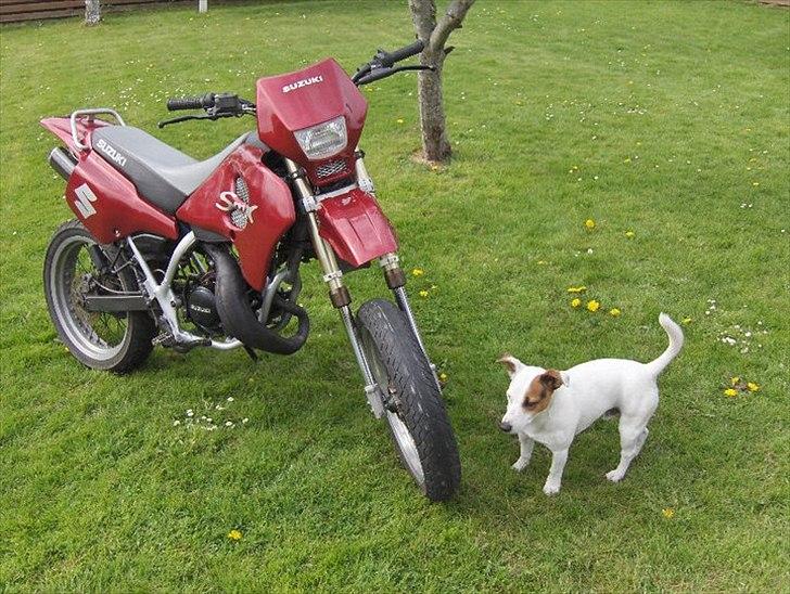 Suzuki SMX billede 8
