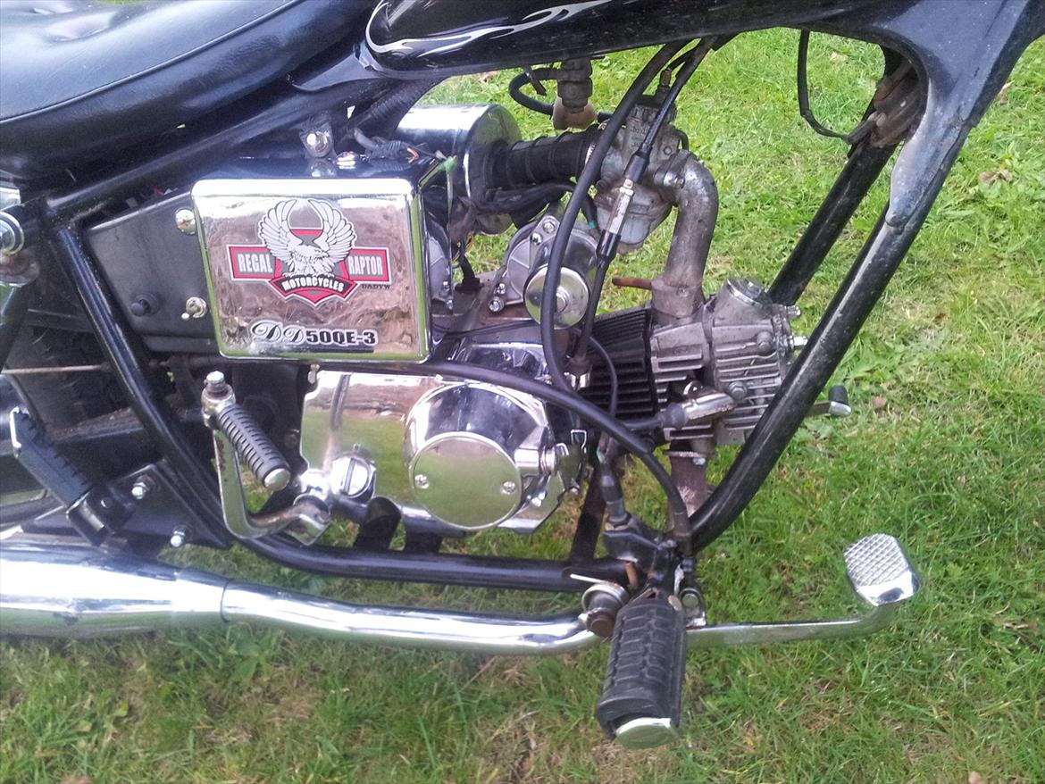 Regal Raptor *solgt* billede 5