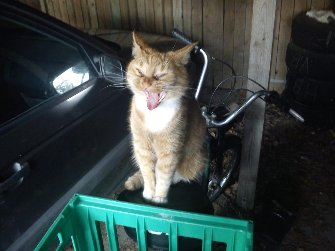 Puch Maxi K - Bæst ™ - Min Puch har åbenbart fået ny ejer. ;-) Hun er ikke meget for at jeg låner den til at tage i skole da! billede 7