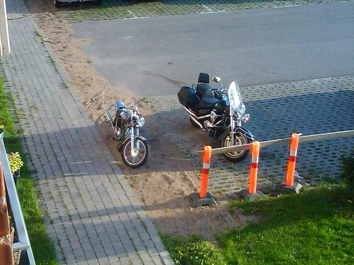 Regal raptor  [kommet tilbage) billede 15