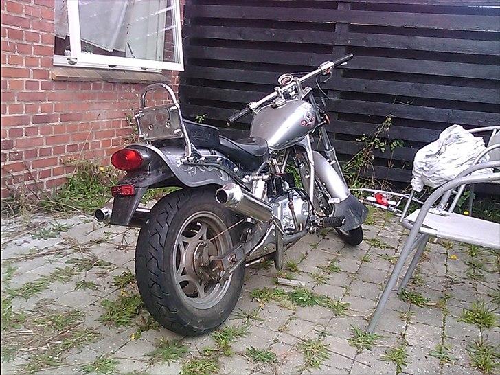 Regal raptor  [kommet tilbage) billede 6