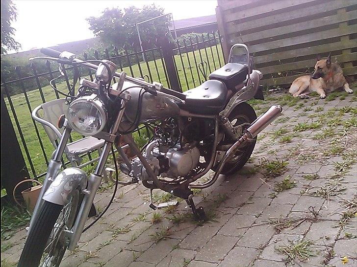 Regal raptor  [kommet tilbage) billede 7