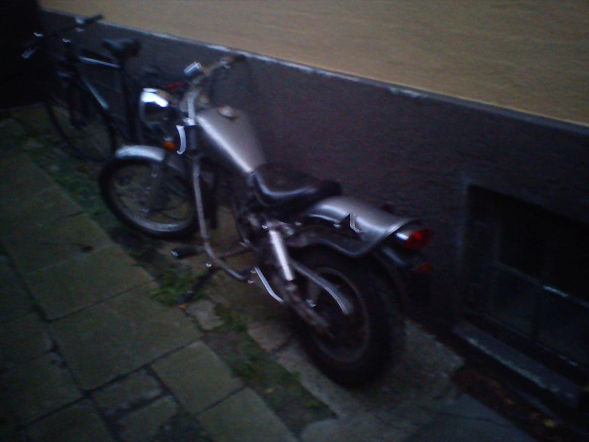 Regal raptor  [kommet tilbage) billede 10