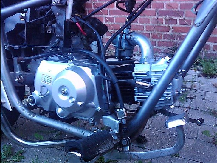 Regal raptor  [kommet tilbage) billede 13