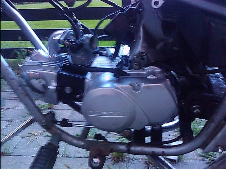 Regal raptor  [kommet tilbage) billede 5