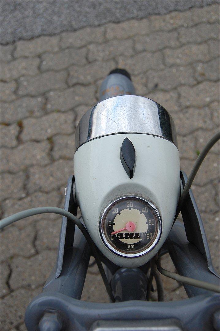 Sco Golden Star  billede 4