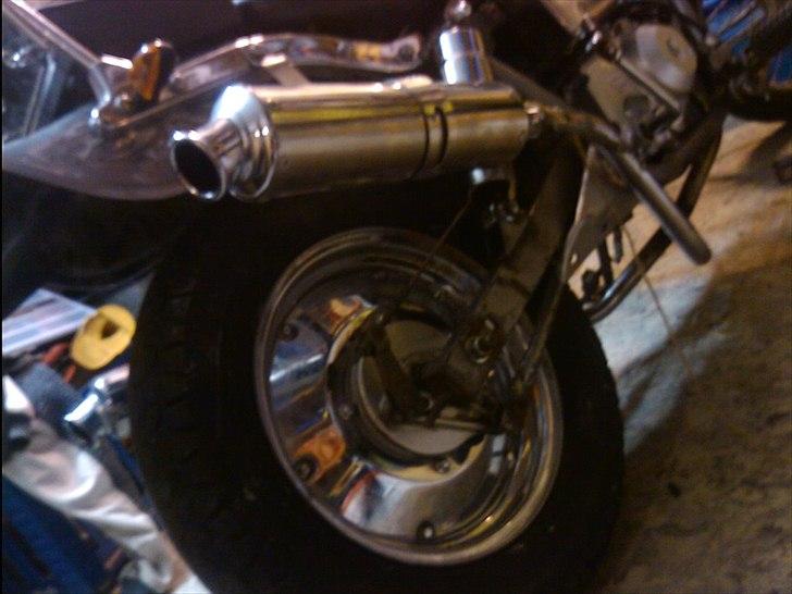 Regal raptor  [kommet tilbage) billede 4