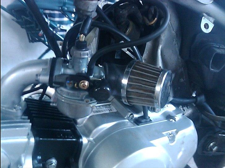 Regal raptor  [kommet tilbage) billede 3