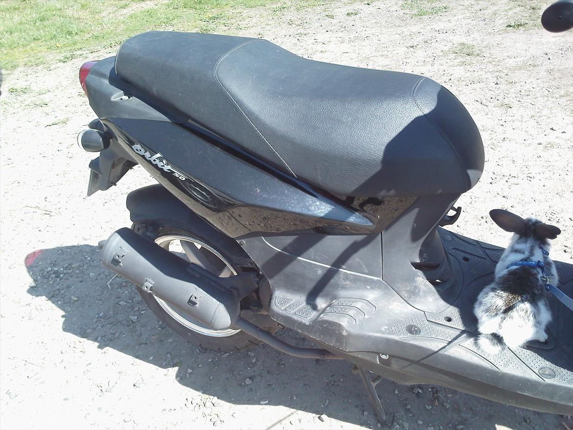 Sym Orbit 50 - Min scooter og kanin XD  billede 3