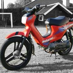 Honda Wallaroo