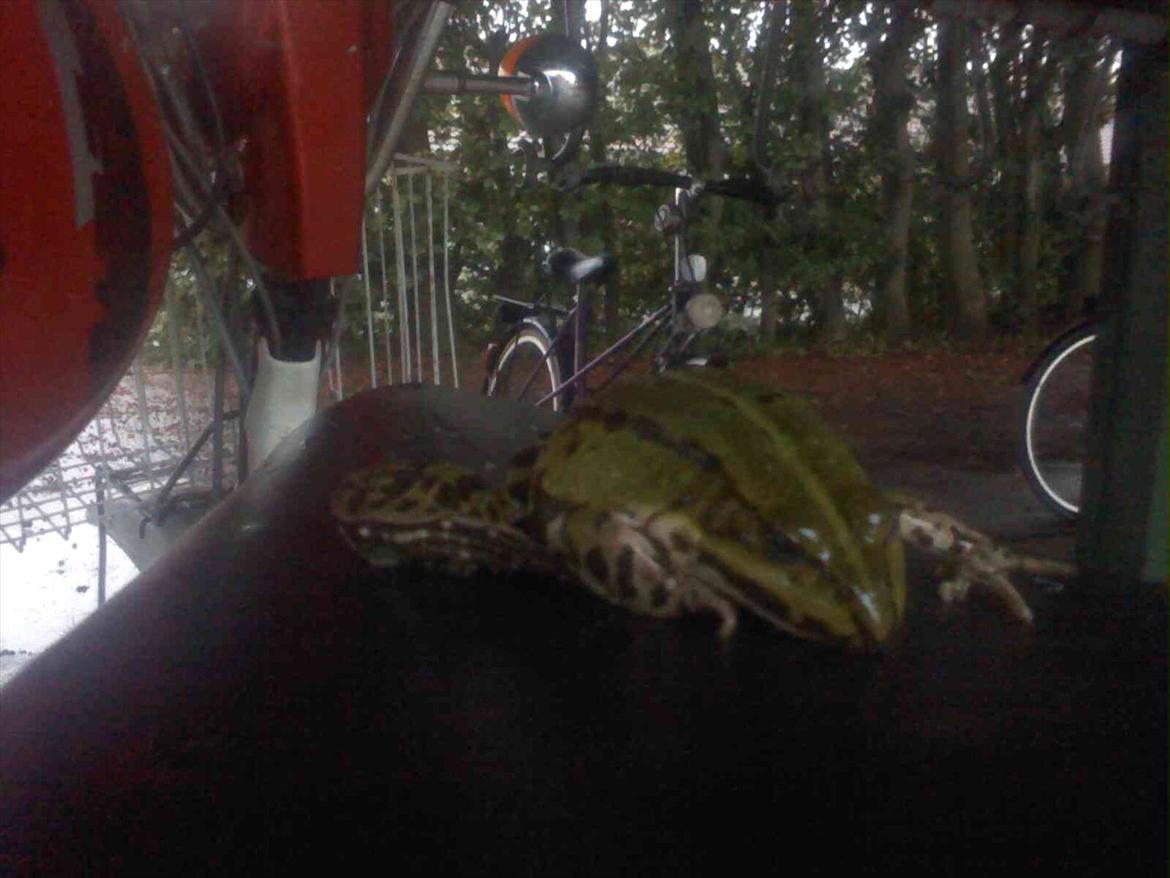 Yamaha Jog Space Innovation - - Rasmus Kwiatek og jeg der lagde en frø på Kristen Lunds suzuki fz50's sæde! :D .. kæft jeg var flad..  billede 7