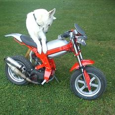 Suzuki Street'R (The Beast)