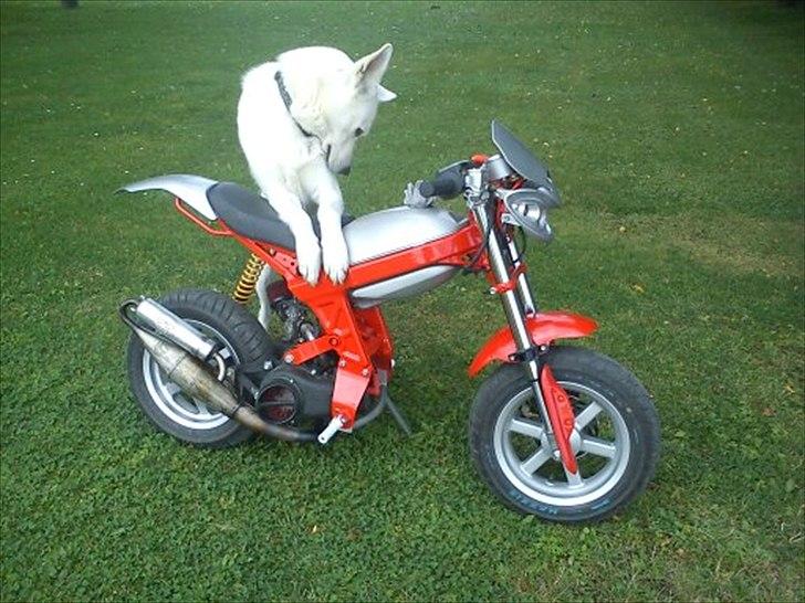 Suzuki Street'R (The Beast) billede 1