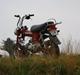 Honda Dax